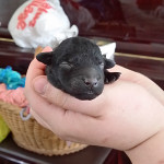 Held Puppy_II